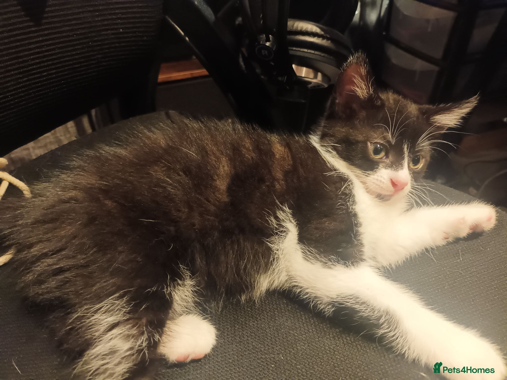 Mixed Breed cats Kitten for sale. - Advert 2