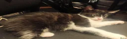 Mixed Breed cats for sale: Kitten for sale. - Advert 1