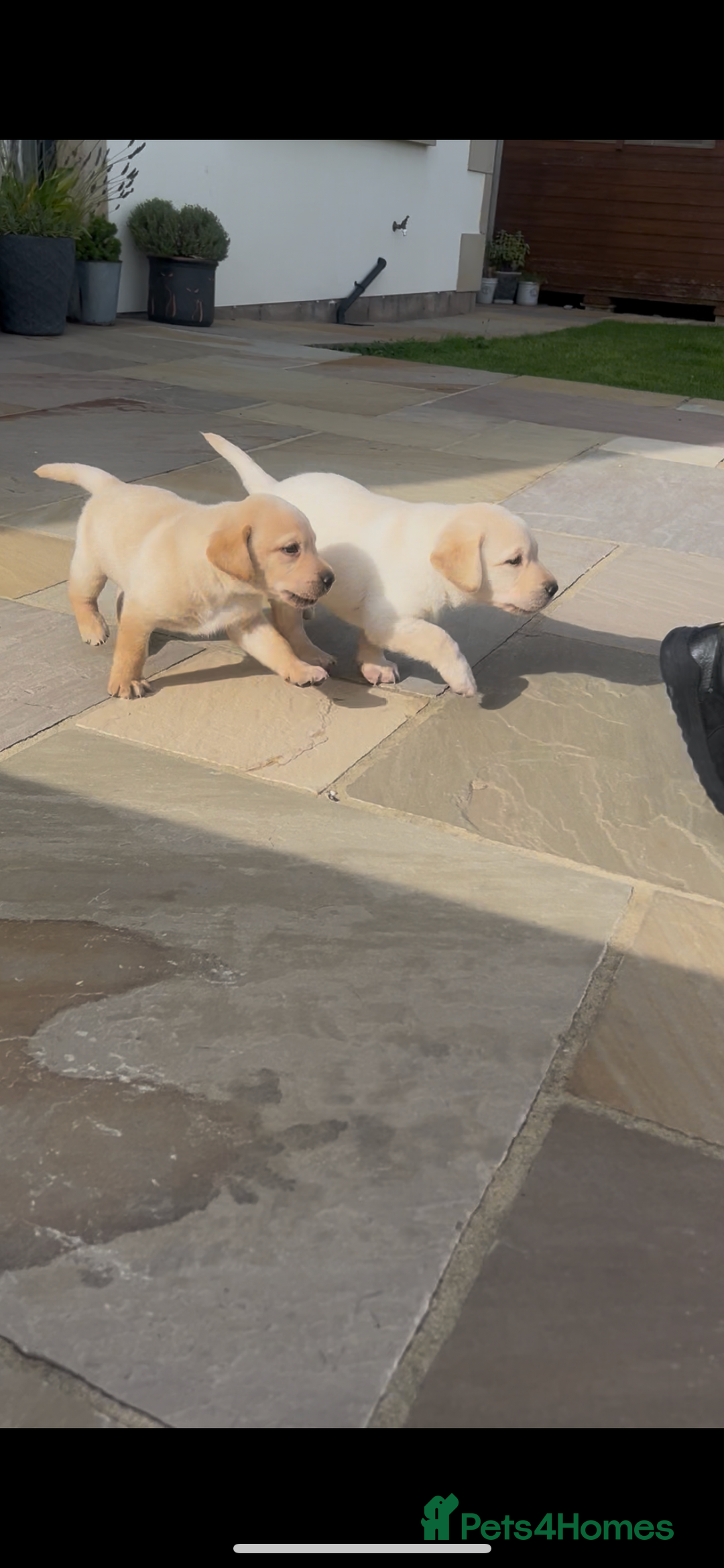 Labrador Retriever dogs for sale: Labrador pups  - Image 2