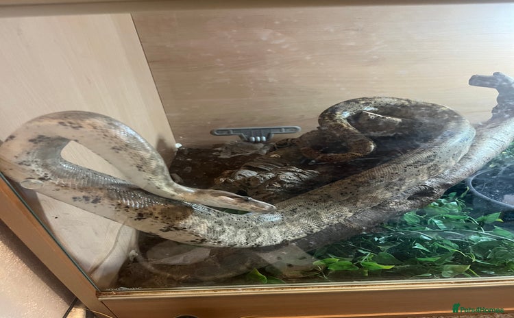 Boa Snake reptiles - Advert 9