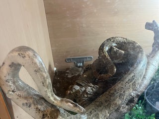 Boa Snake reptiles - Advert 7