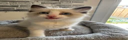 Ragdoll cats for sale: Stunning Ragdoll kittens - Advert 23