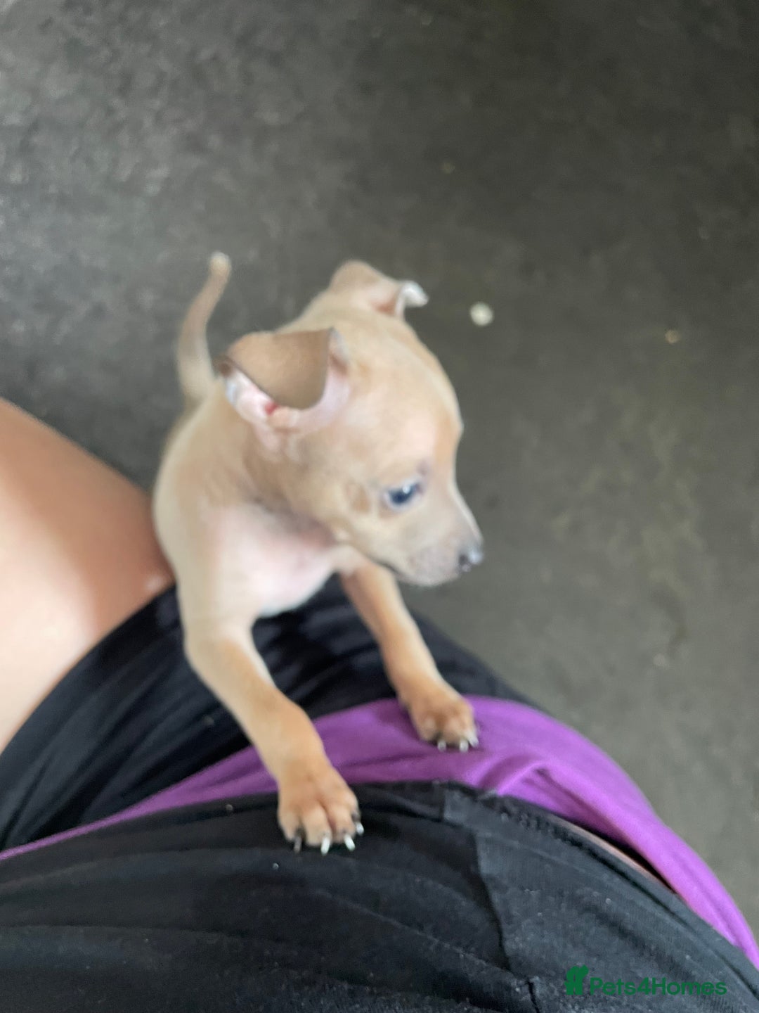 Italian Greyhound dogs for sale: Ready from next week Little Italian Greyhound pups - Image 20