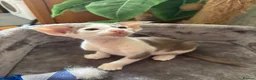 Oriental cats for sale: ✨Gorgeous Oriental Shorthair Kittens  - Advert 6