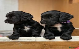 Cocker Spaniel dogs for sale: KC REG Cocker Spaniels - Image 14