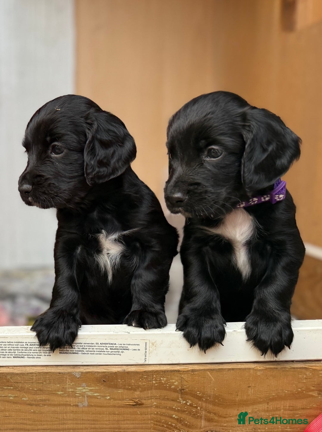 Cocker Spaniel dogs for sale: KC REG Cocker Spaniels - Image 14