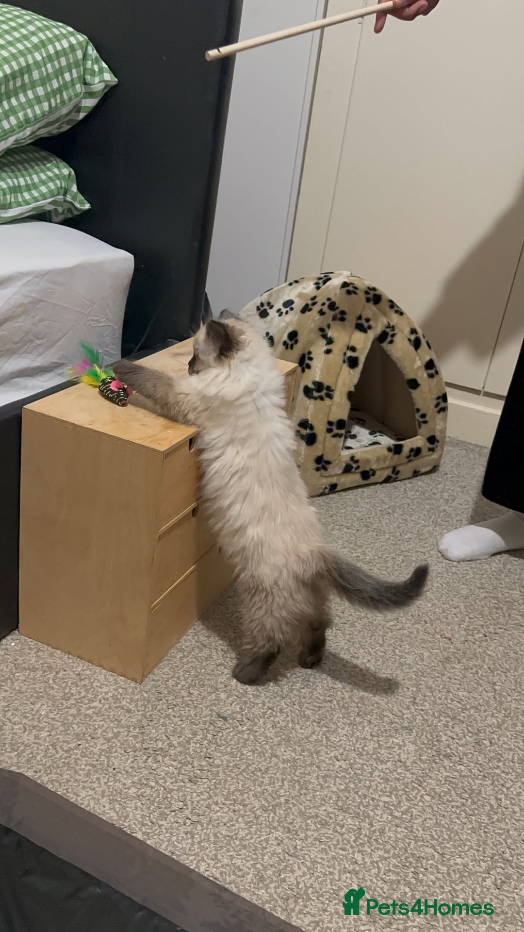 Ragdoll cats for sale: Purebred Seal Point Male Ragdoll Kitten - Advert 4