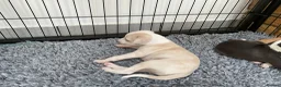 Italian Greyhound dogs for sale: Gorgeous Italian greyhound puppies  - Advert 24