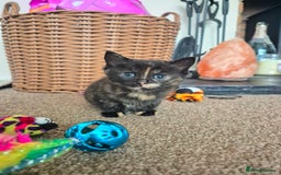 Mixed Breed cats for sale: ❤️ JUST 1 GORGEOUS KITTEN REMAINING! 😻 - Image 40