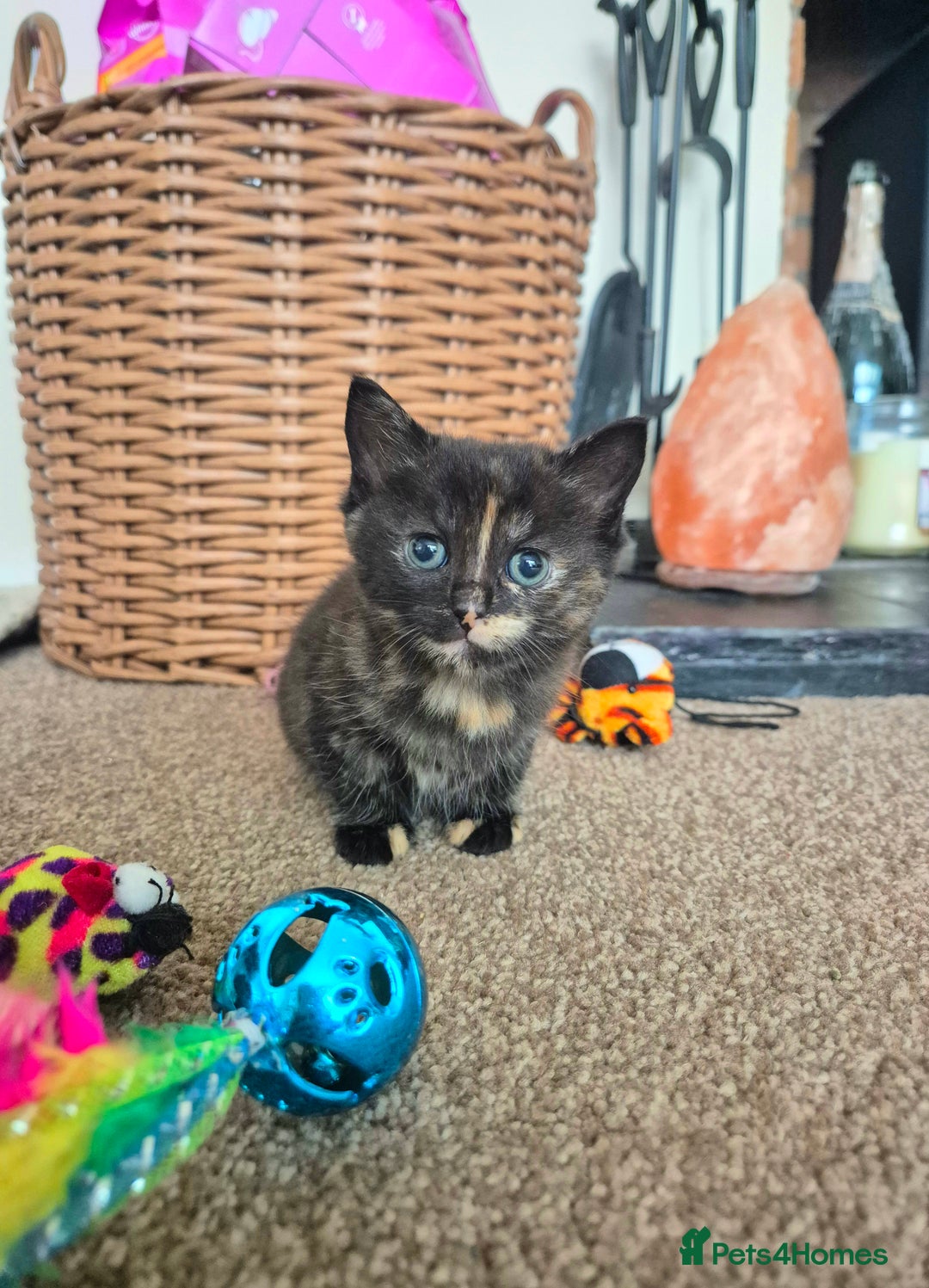 Mixed Breed cats for sale: ❤️ JUST 1 GORGEOUS KITTEN REMAINING! 😻 - Image 40