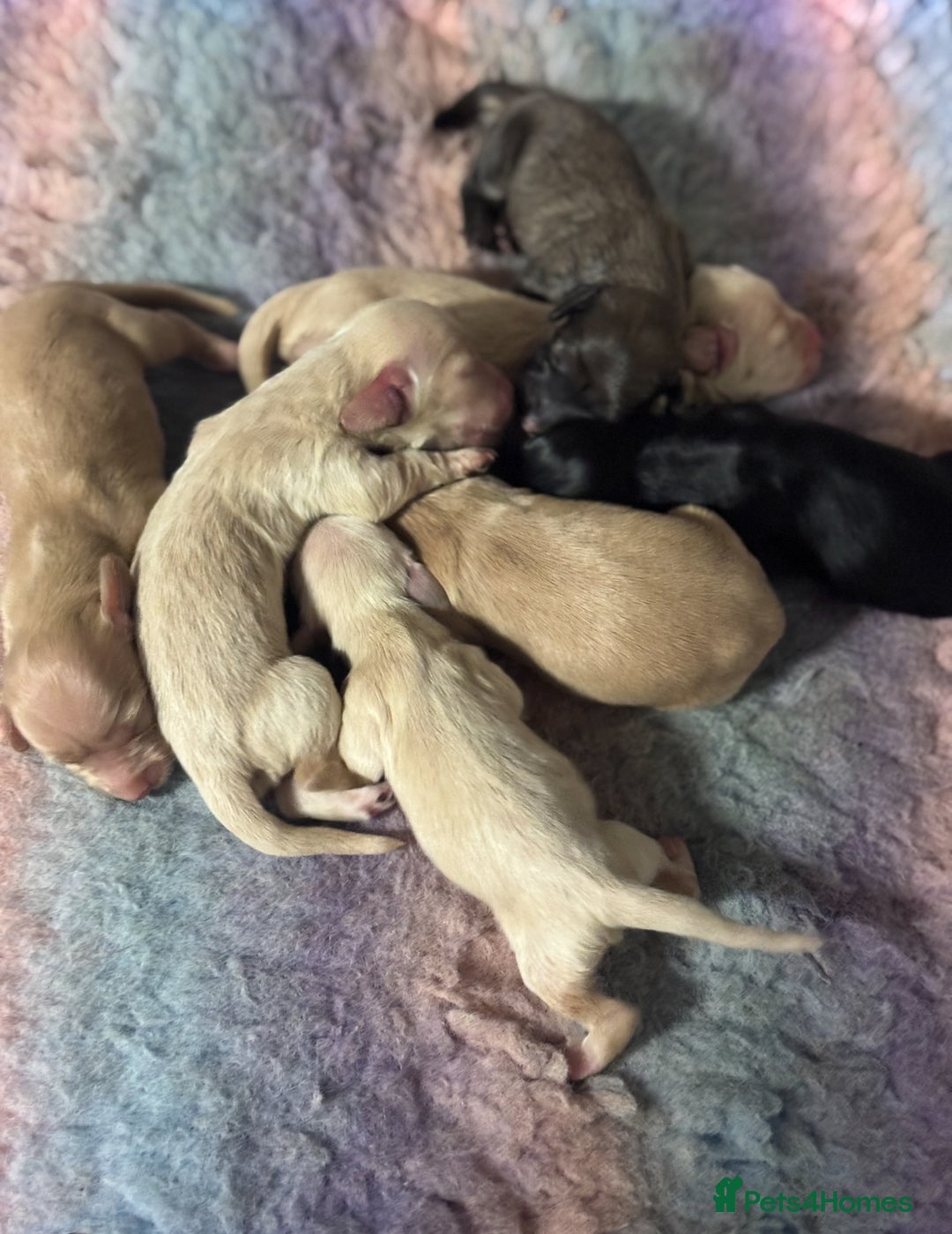 Miniature Dachshund dogs for sale: Miniature Dachshunds longhaired puppies - Advert 5