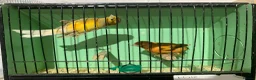 Canaries birds for sale: Male Canaries - Advert 8