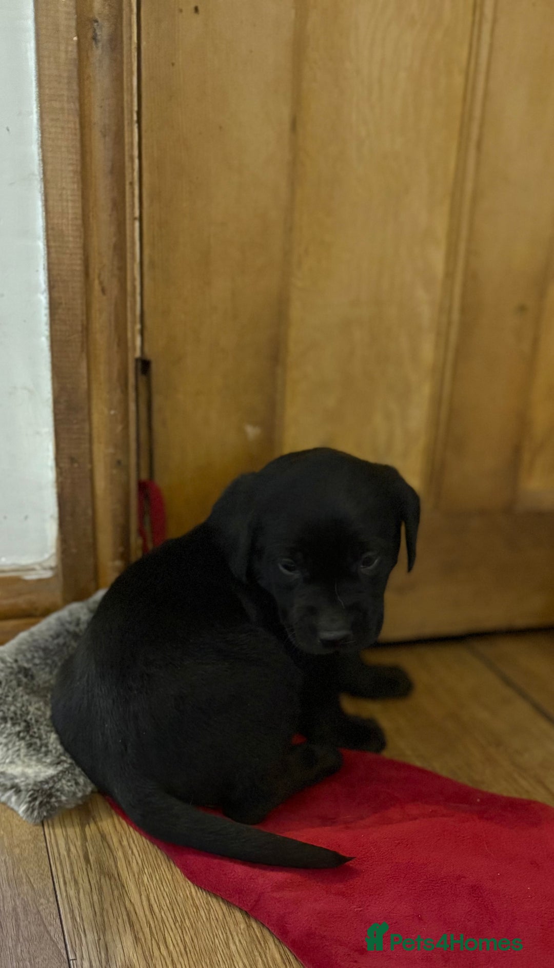 Labrador Retriever dogs for sale: 🐶KC Registered Labradors 🐶 - Advert 5