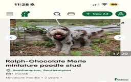 Shihpoo dogs for sale: Ready now, stunning Shihpoo puppies £1650 - Image 18