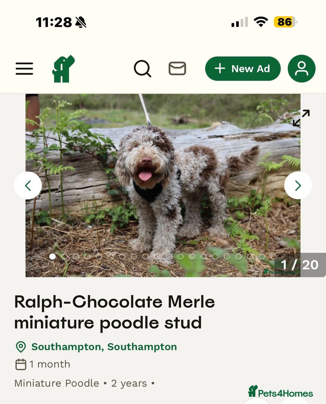 Shihpoo dogs for sale: Ready now, stunning Shihpoo puppies £1650 - Image 18