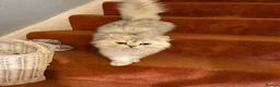 British Longhair cats for sale: Pure British Longhair Female  - Advert 11