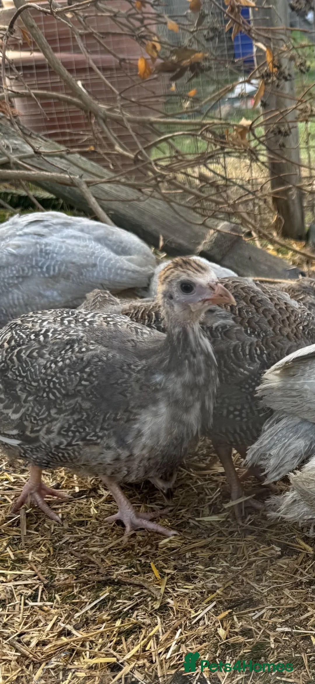Guinea Fowl poultry for sale: Young Guinea Fowl - Advert 1