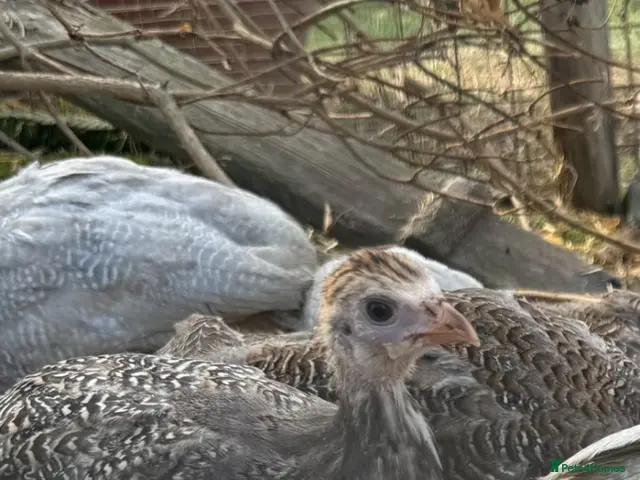 Guinea Fowl poultry for sale: Young Guinea Fowl - Advert 1