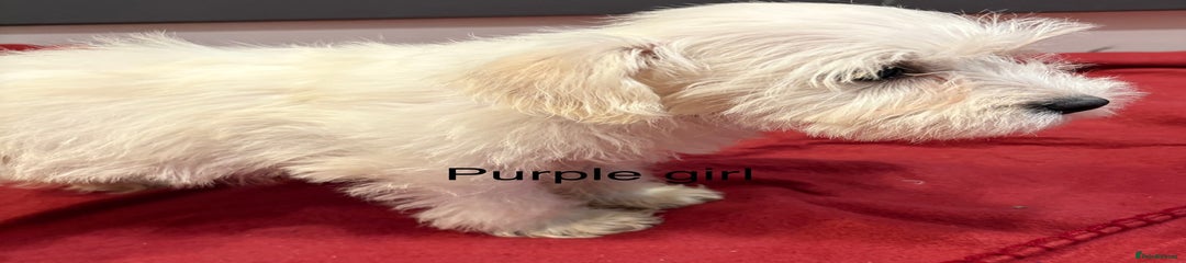 Schnoodle Puppy 5