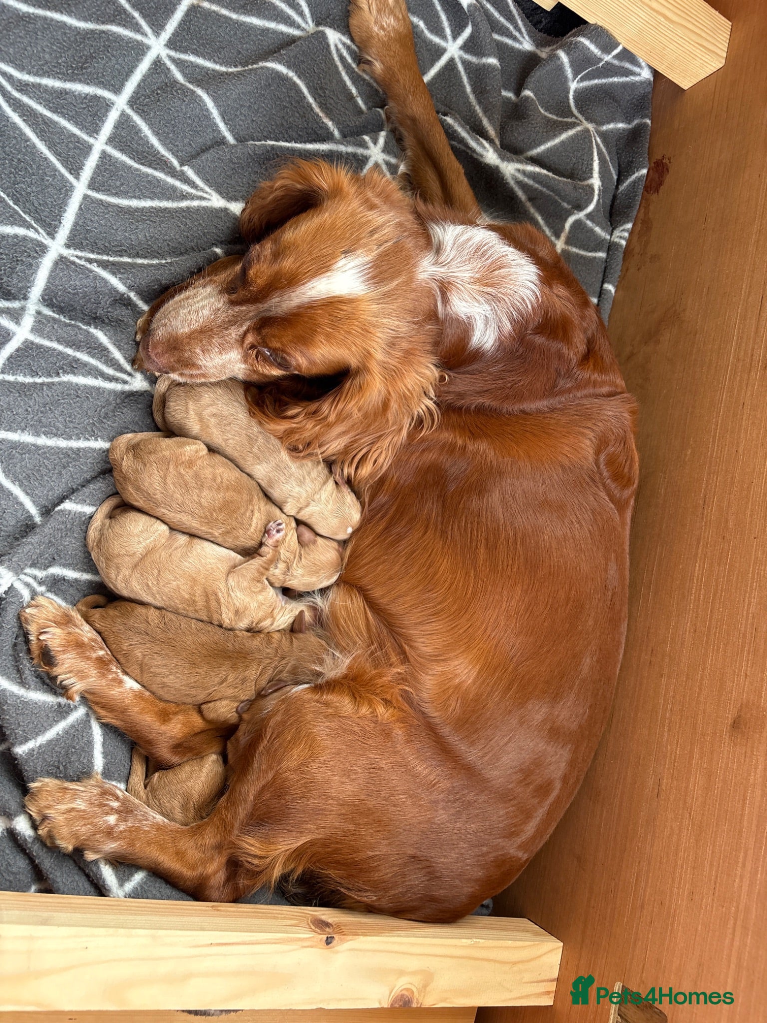 Cockapoo dogs Cockapoo Puppies - Advert 1