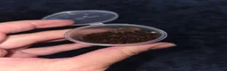 Tarantulas invertebrates for sale: Tarantula slings and juviniles in Bristol - Advert 15