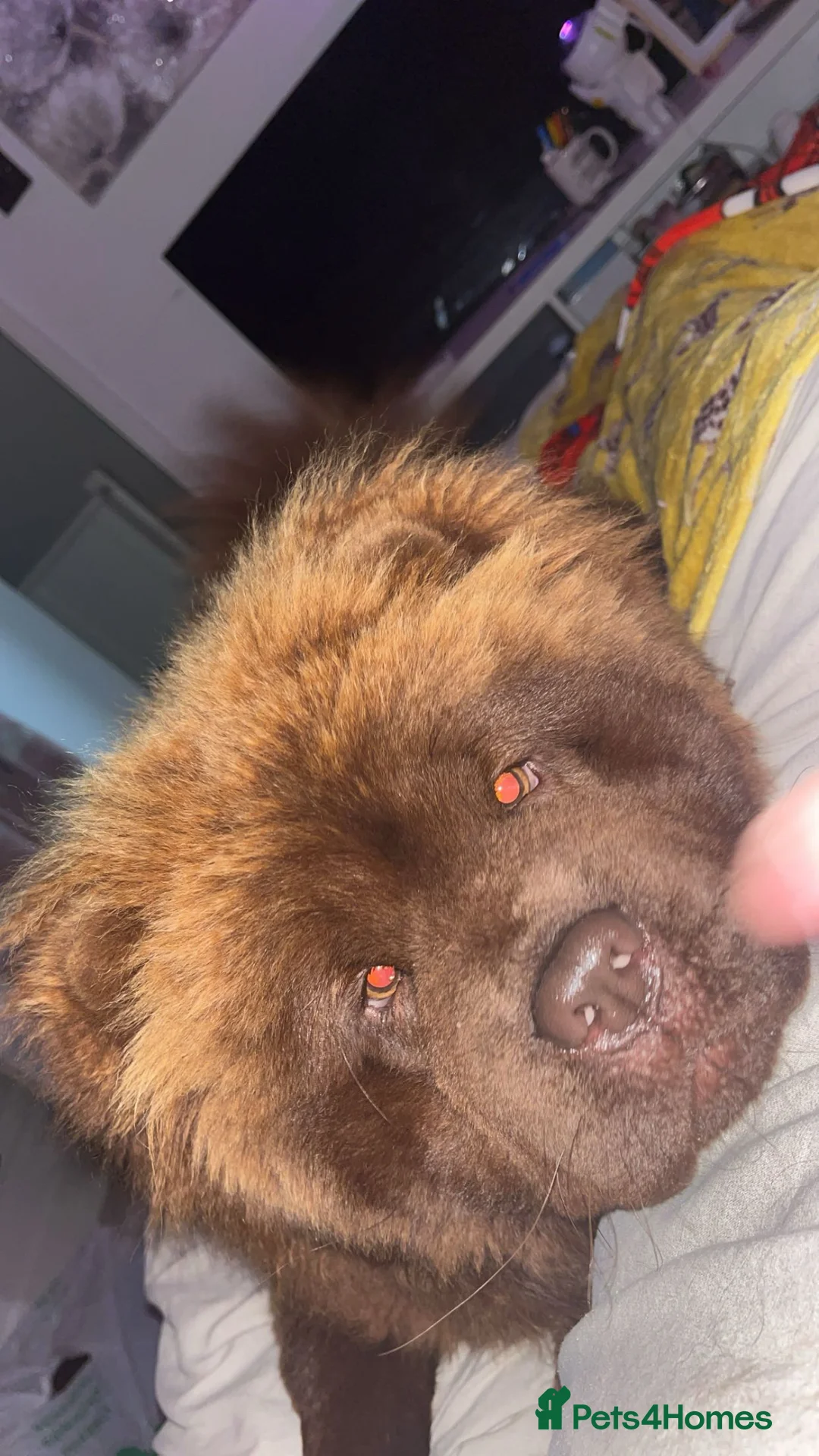 Chow Chow dogs for sale: Chocolate Chow - Advert 3
