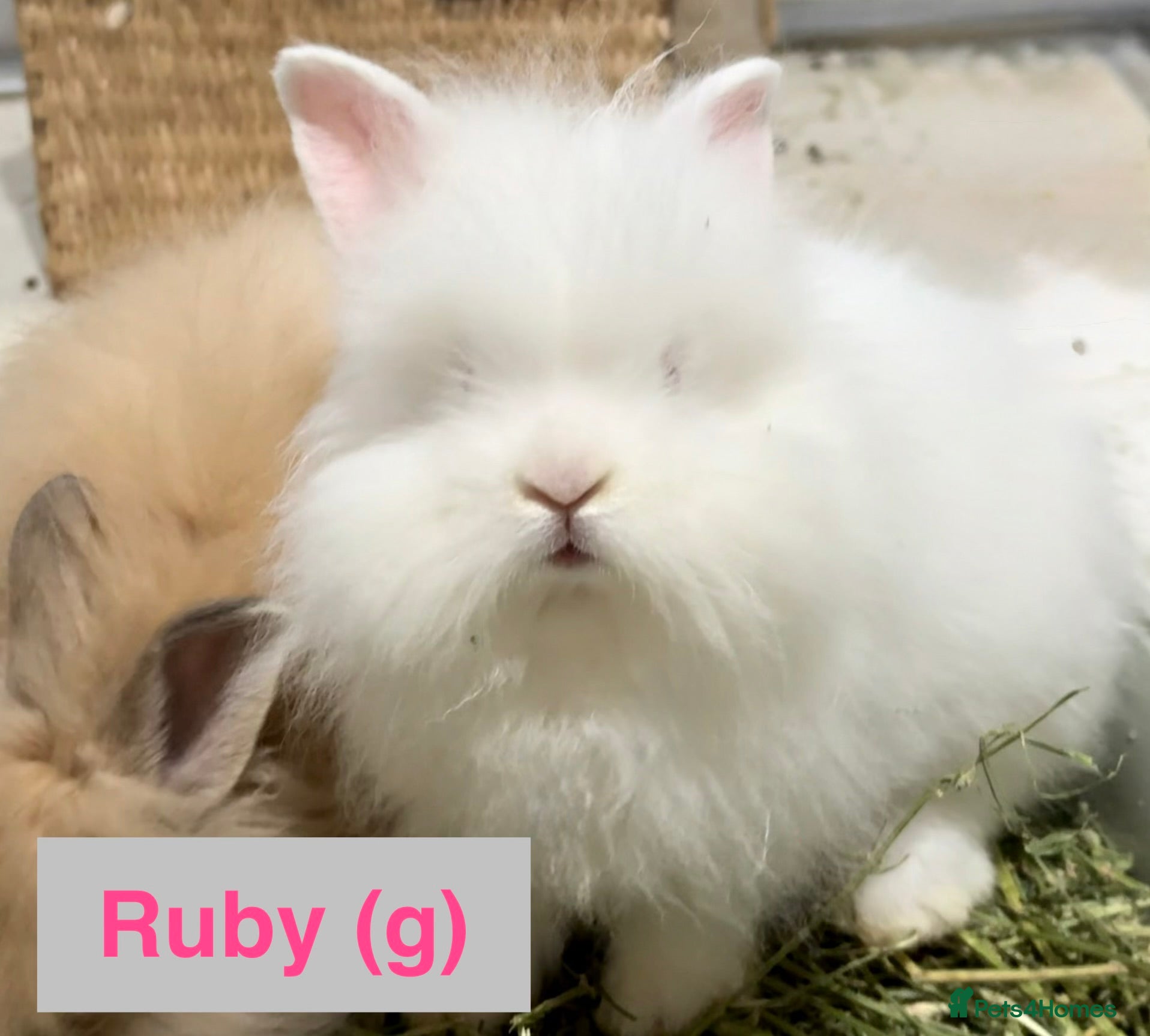 Lionhead rabbits Double Maned Lionhead Babies NOW 🥳 - Advert 1