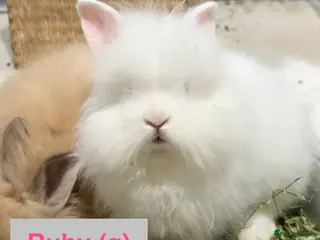 Lionhead rabbits Double Maned Lionhead Babies NOW 🥳 - Advert 1