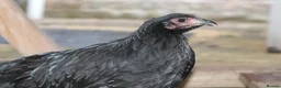 Chickens poultry for sale: 🐥 CHICKS & YOUNG CHICKENS AVAILABLE 🐔 - Advert 16