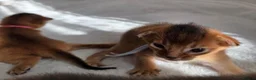 Abyssinian cats for sale: Beautiful Abyssinian Kittens – TICA Registered 🐾 - Advert 12