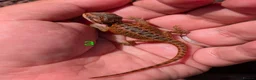Bearded Dragon reptiles for sale: Red baby available soon  - Advert 6