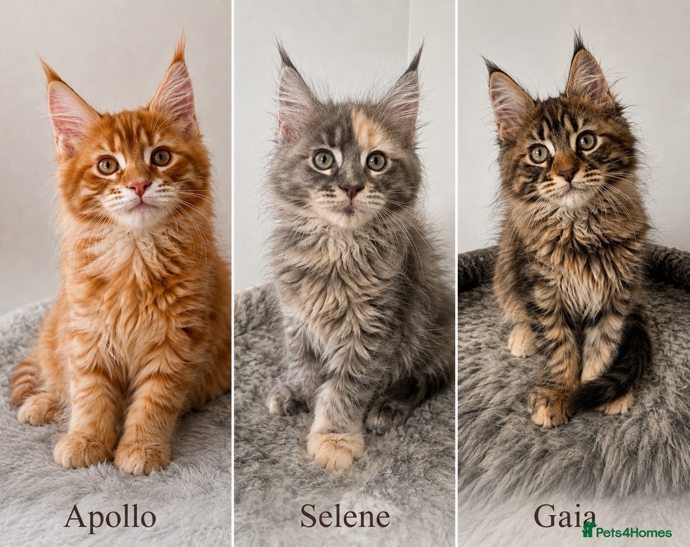 Maine Coon cats 🐾 TICA Registered Maine Coon Kittens🐾 - Advert 1
