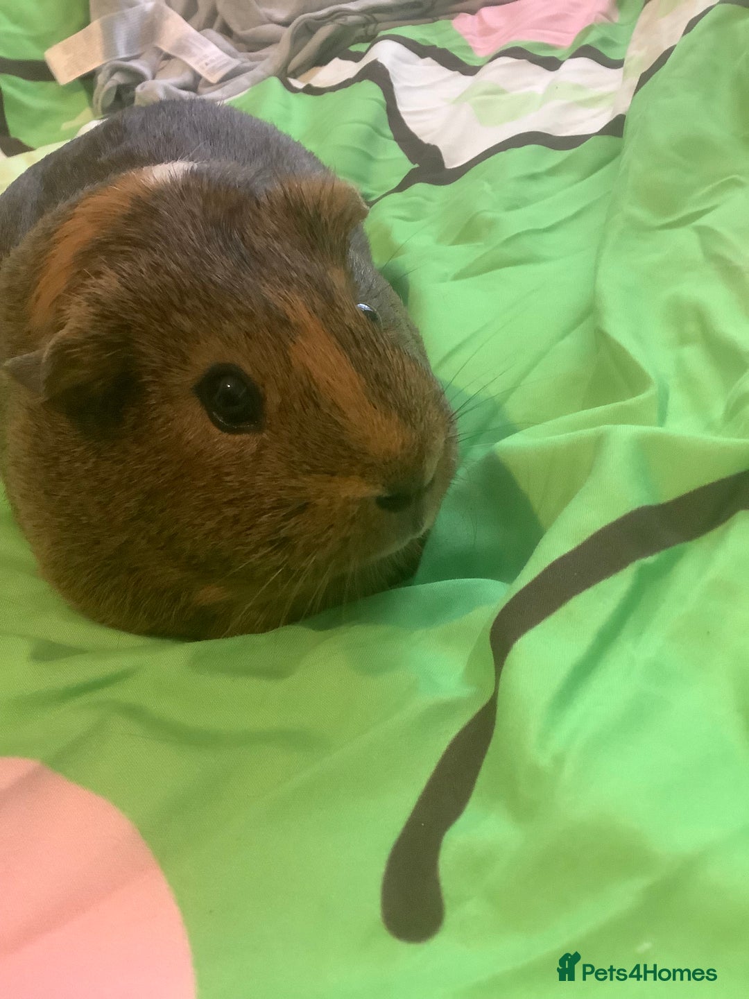 Guinea Pig rodents for sale: One female Guinea pig for sale - Image 4