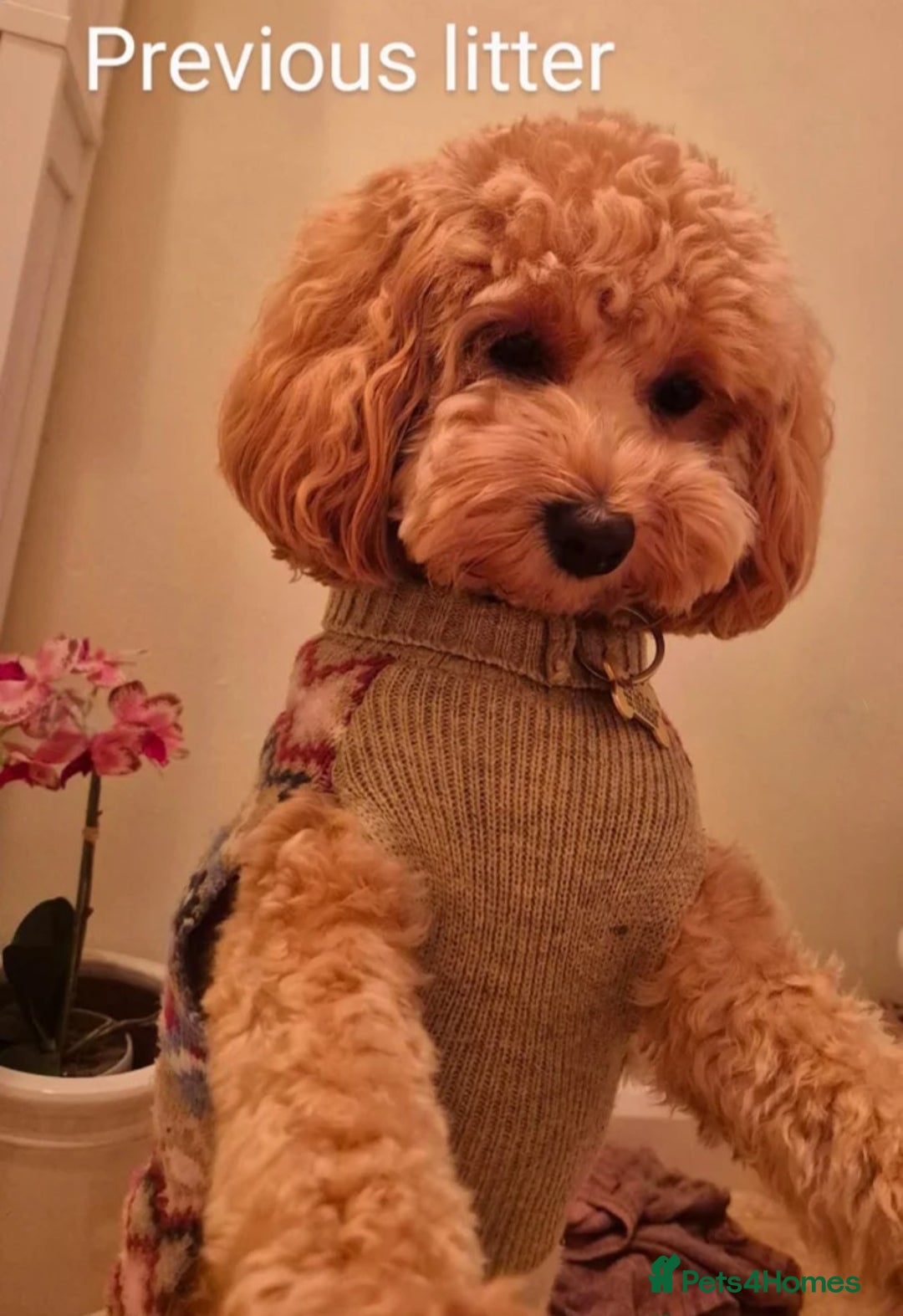 Maltipoo dogs for sale: Wait List Open - Toy Maltipoo Puppies  - Advert 6