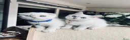 Scottish Fold cats for sale: TICA Registered Scottish Fold Kittens - Advert 12
