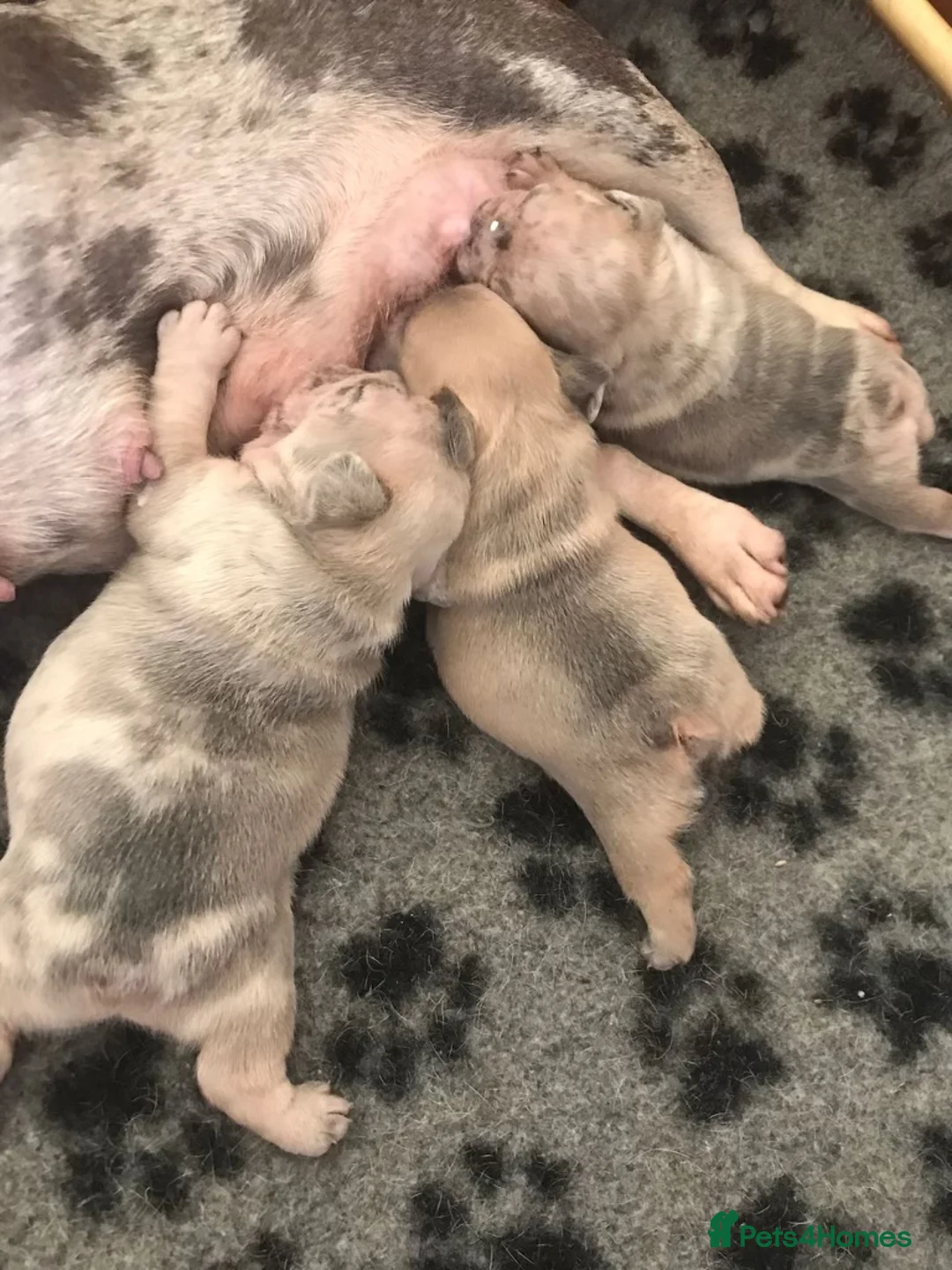 French Bulldog dogs for stud: French Bulldog Stud in Abertillery - Advert 4