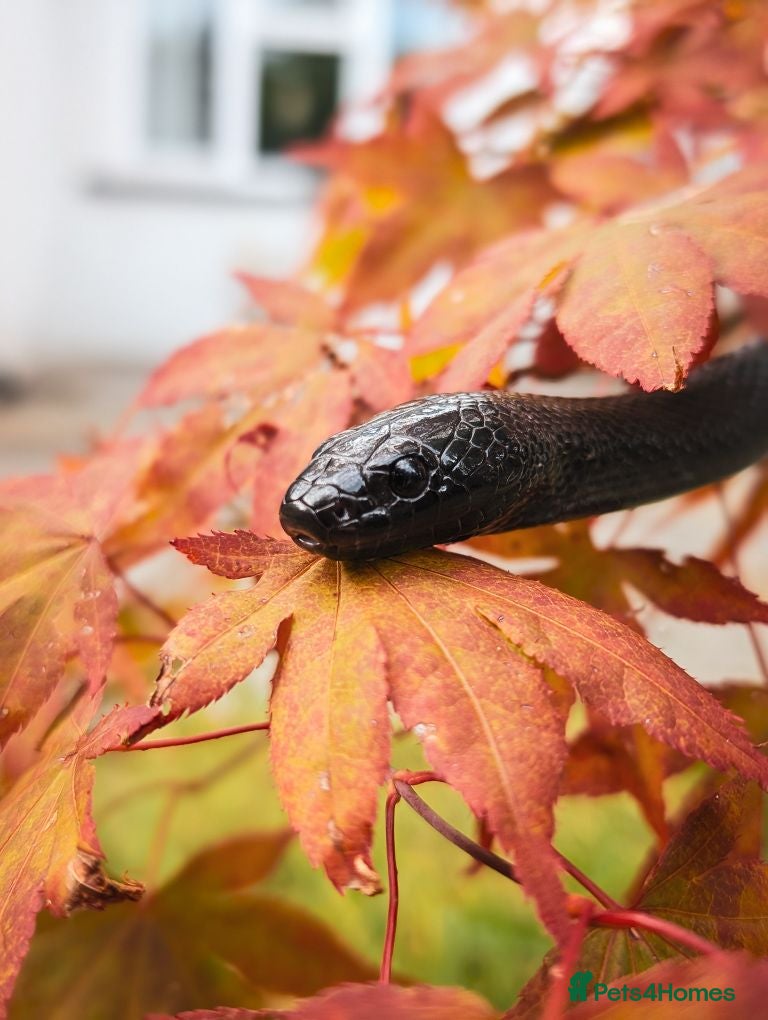 King Snake reptiles Mexican black kingsnake female  - Advert 1