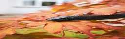 King Snake reptiles for sale: Mexican black kingsnake female  in Cardiff - Advert 1