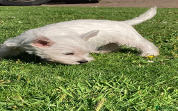 West Highland Terrier dogs for sale: Beautiful Westhighland White Terriers - Image 13