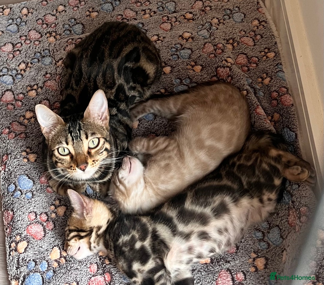 Bengal cats for sale: Stunning full pedigree bengal kittens *READY*  - Image 10