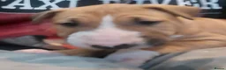 English Bull Terrier dogs for sale: Last remaining male Bull Terrier - Advert 5