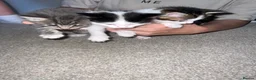 Mixed Breed cats for sale: 3 female kittens for sale - Advert 3
