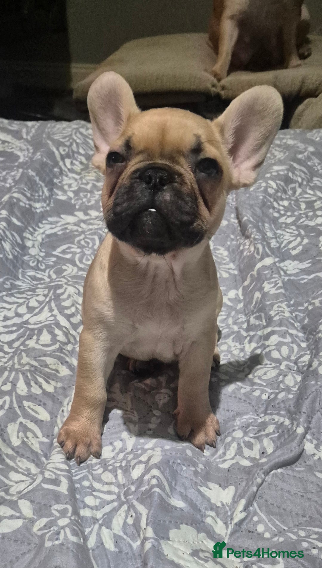 French Bulldog dogs for sale: French bulldog puppies  3 girls 1 boy - Advert 7
