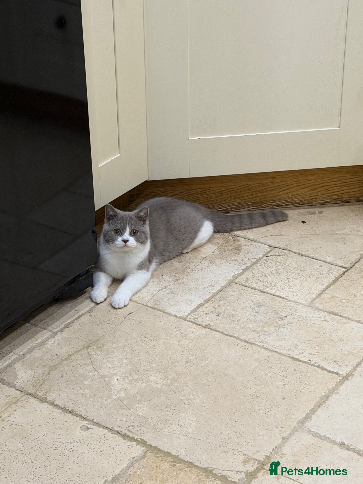 British Shorthair cats READY NOW - REGISTERED FULL PEDIGREE BSH FROM £750 - Advert 1