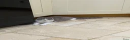 British Shorthair cats for sale: READY NOW - REGISTERED FULL PEDIGREE BSH - Advert 20