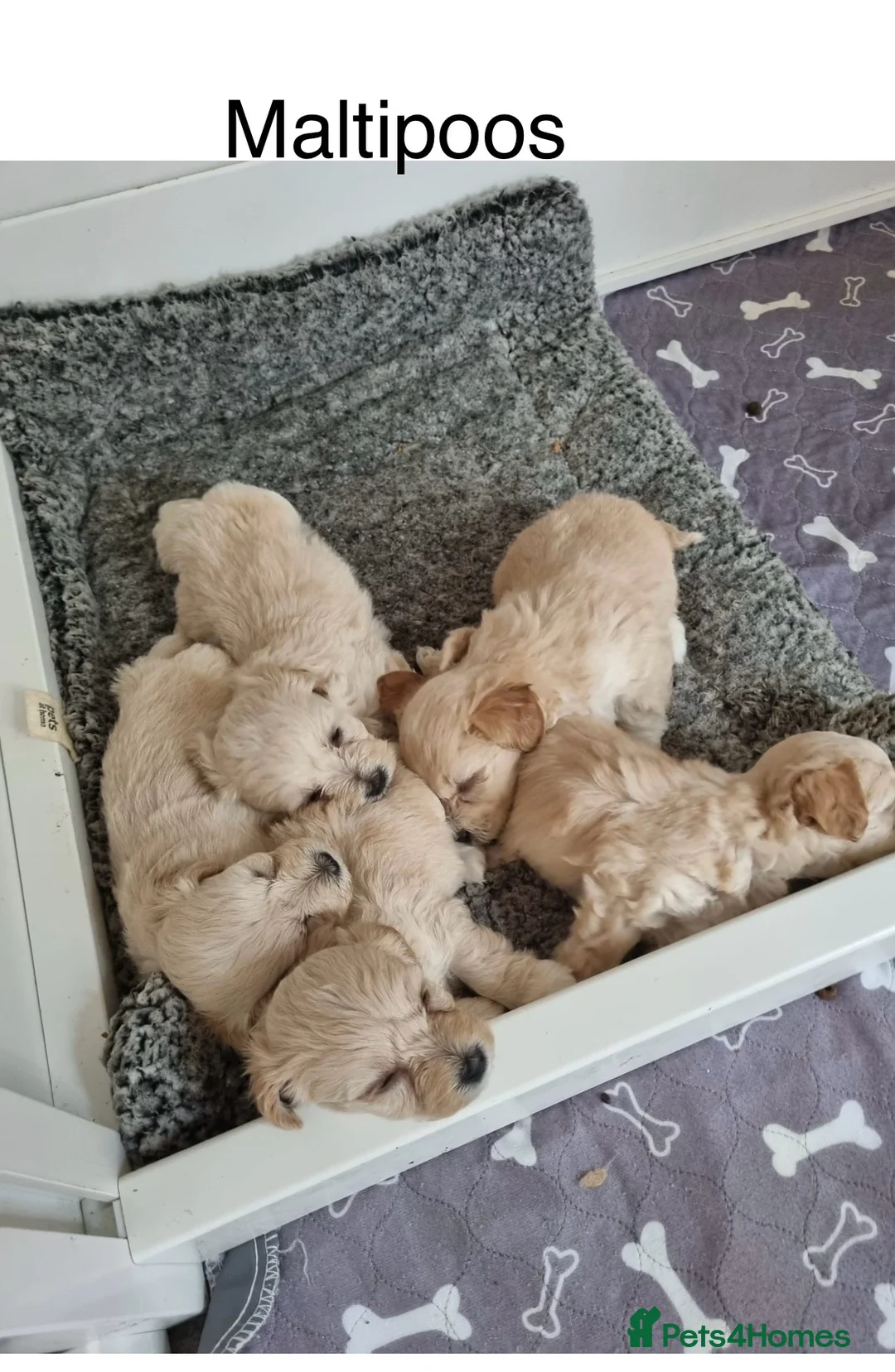 Toy Poodle dogs for stud: Stunning Maltese Boy at STUD in Coventry - Advert 9