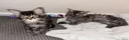 Maine Coon cats for sale: 2 beautiful Maine coon boys  - Advert 6