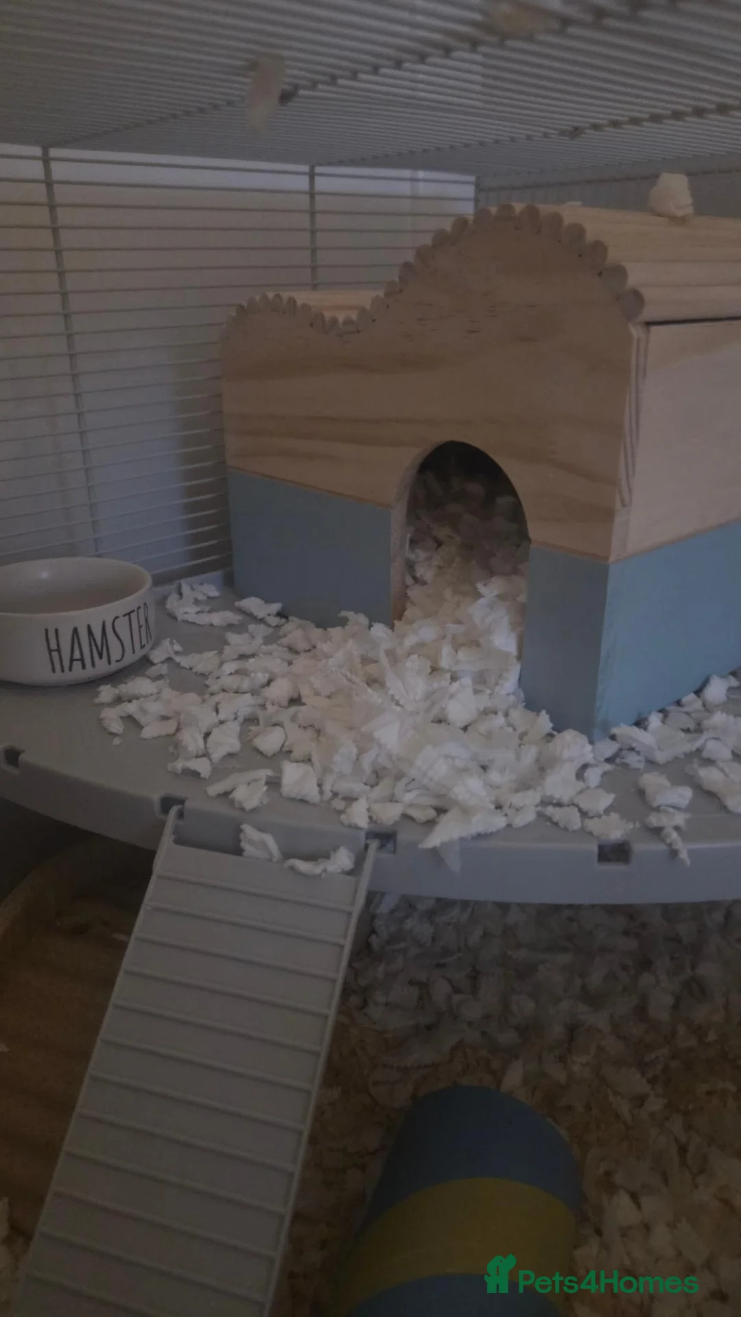 Hamster rodents for sale: 8 week old female syrian hamster,   - Advert 5