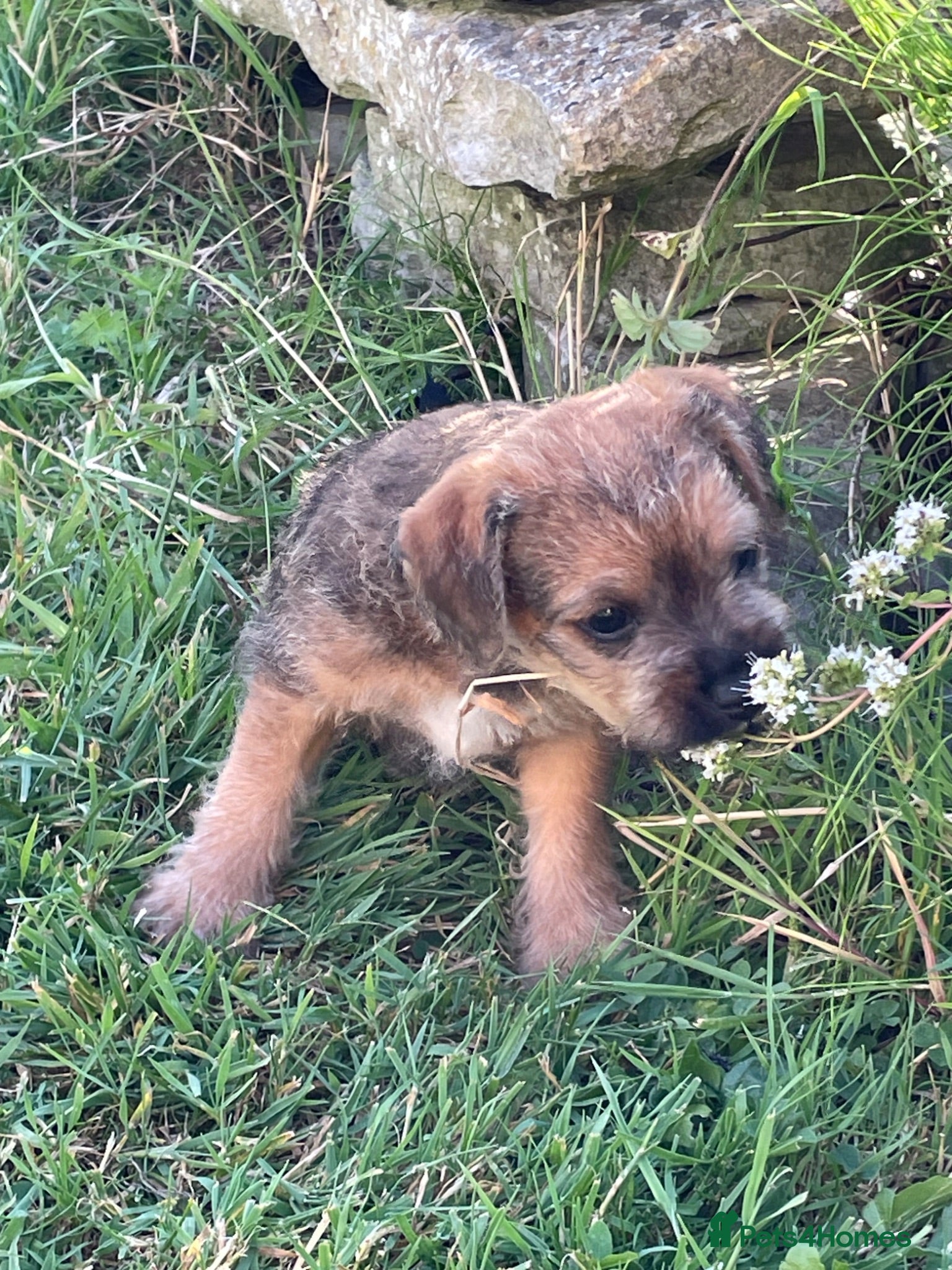 Mixed Breed dogs One male Border x Parsons russel - Advert 1