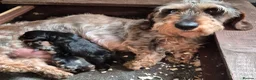 Dachshund dogs for sale: 2 beautiful puppies - Advert 3